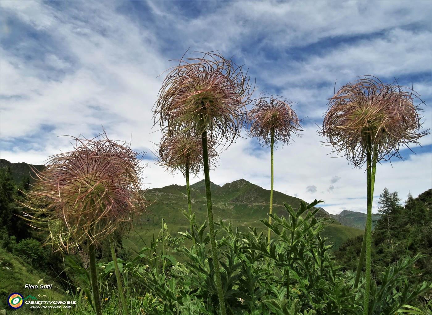 81 Pulsatilla alpina in infruttescenza avanzata.JPG